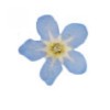 Real Mini Flowers - Logan - Blue